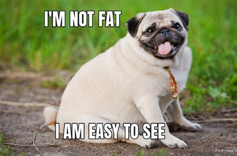 funny fat dog